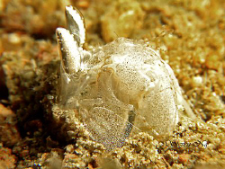 Shrimp trying to imitate a mole....Canon A640, Z240, by Ng Steven 